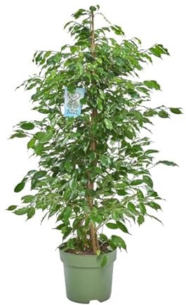 Árbol Ficus Benjamina de 100cm Planta de Interior Perfecta para el Hogar
