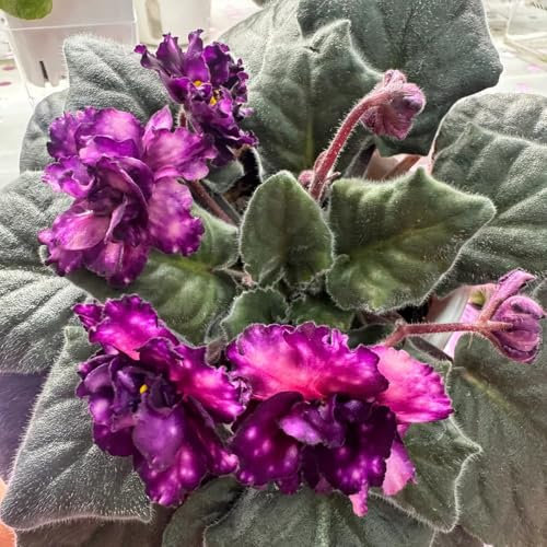 echt usambaraveilchen pflanzen samen schattenpflanzen, zierblumen blumendeko usambaraveilchen samen winterharte pflanzen für garten, winterharte blumen saatgut blumenbeet, blumen für 600pcs