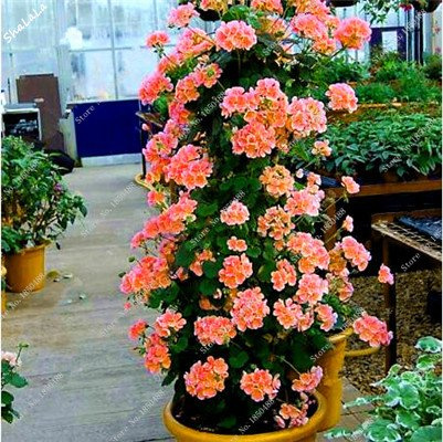 2017 I nuovi 100 piezas Rare Climbing geranio Semi Manzana Rosebud Pelargonium Semi di Fiore Della Pianta dei Bonsai Hardy Pianta en Vaso 4