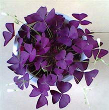 Ampoules Oxalis Triangularis/Shamrock Violet - Facile à entretenir - Ampoules de plantes en pot mignonnes (15)