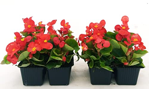 POWERS TO FLOWERS - BEGONIA SEMPERFLORENS, BEGONIETTA DA ESTERNO, FOGLIA VERDE e FIORE ROSSO, 8 PIANTE, piante vere