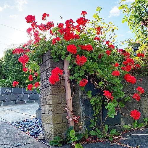 semi di geranio pelargonium decorazione floreale organica per balcone gerani semi di selvatici da ombra d'appartamento rare da balcone resistenti in 650semi