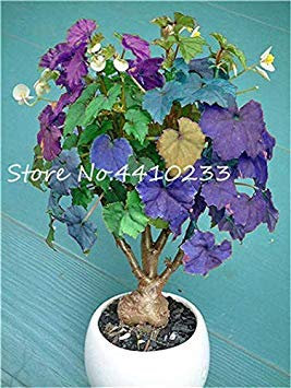 . 150 Stück Exotische Bunte Coleus, Innen Blumen Topf Garten Hof Balkon Begonia Couleur Parfaite Blattpflanze: 8