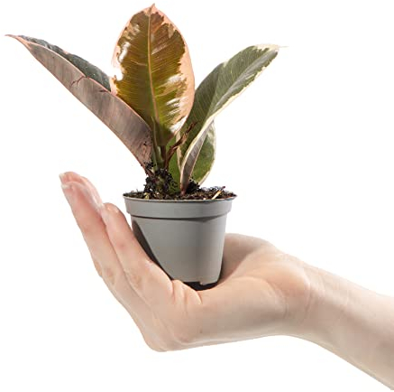 Baby Rubber Plant - Ficus Tineke Small Indoor Colourful Houseplant in 6cm Pot | Mini Plant with Colourful Pastel Foliage | for Home and Office | Grow Your Own Baby Plants