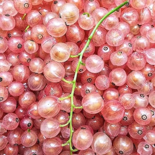 semillas de grosella espinosa resistentes - jardín rocas columnar columnares jardín semillas 400pcs