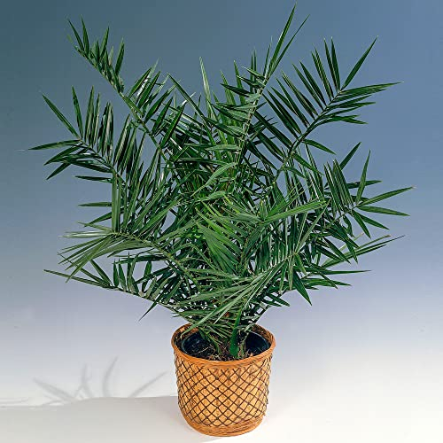 Palmier dattier des canaries | Phoenix Canariensis | Plante exotique d'extérieur Pot 15 cm