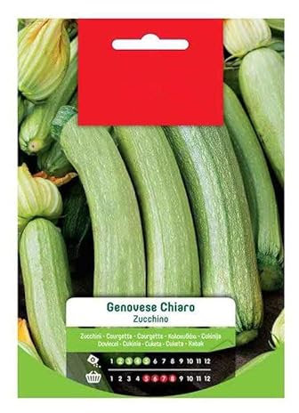 Semillas de Calabacín para Cultivar Verduras y Hortalizas en Casa Variedad Genovesa