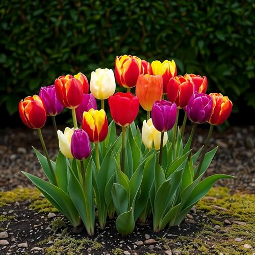 Blomsterlökar - Tulpan 'Triumph mix' - Olika färger - 15 stycken - Lökstorlek 11/12-20-50cm - Ø5cm - Trädgårdsväxt - Flerdeal