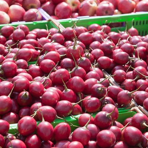 semi di tamarillo biologici perenni colonnari estremamente resistenti biologici giardino interno 40pcs