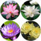 Fiori di Loto,30 Semi Fiori di Loto,Colori Misti Semi di Loto Acquatico Bonsai,Piante Resistenti All'inverno,con Soluzione Nutritiva e Vaso di Piantagione,Facili da Piantare,per Casa e Giardino