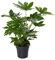 Zimmeraralie 50-60 cm Fatsia japonica Zimmerpflanze