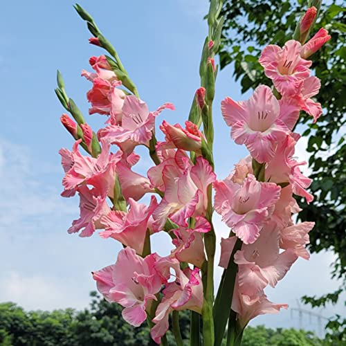 Gladiolenzwiebeln MehrjäHrig Winterhart Blumenzwiebeln Gartenpflanzen Winterharte KüBelpflanzen Rosa Deko Blumen Winterharte Gladiolen Balkonblumen Exotische Pflanzen 10 Gladiolen Zwiebeln