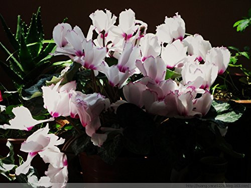 Les couleurs peuvent choisir des graines de fleurs de cyclamen Plantes à fleurs vivaces Graines de cyclamen Paquet de 100 graines