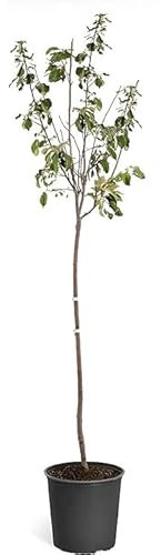 Árbol de Manzano Natural Cultiva tus Propias Manzanas en Casa