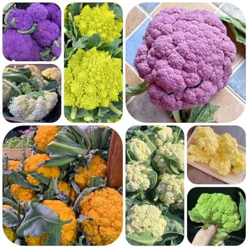 blumenkohl samen - blumenkohlsamen - gemüsesamen, kletterpflanzen winterhart winterblumenkohl winterharte kübelpflanzen, kletterpflanzen wintergemüse winterharte pflanzen für garten 400pcs
