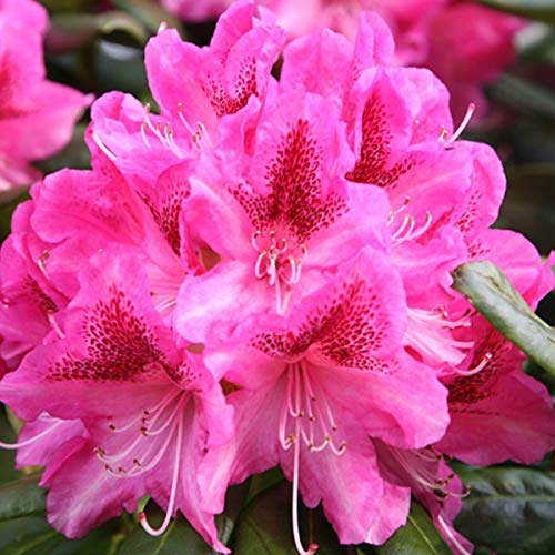 Rhododendron 'Cosmopolitan' 40-50 cm en conteneur
