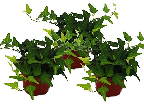 3 x hedera Helix Plants Mixed- English Ivy - Evergreen Garden Plants in 9cm pots