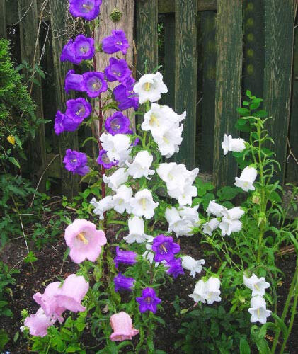 Semillas frescas - CANTERBURY BELLS MIX - 2000 SEMILLAS - Taza y platillo Campanula medium calycanthema