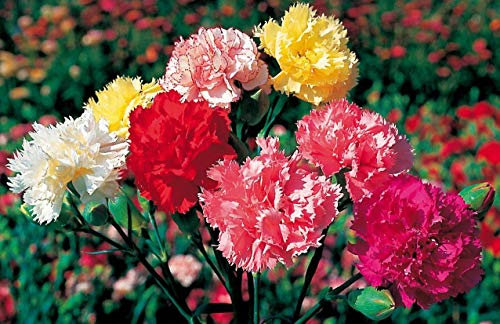 50 Carnation Superb Formula Mix Seeds - Mixed Colour Double Flowers - 50 Seeds