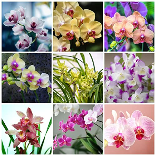300 orchid samen orchideen bodendecker winterhart mehrjährig samen zimmerpflanzen frische blumen saatgut orchidee garten geschenke für frauen gartendeko für draußen