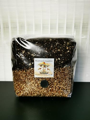 1.5Kg All in One Mushroom CVG Grow Kit