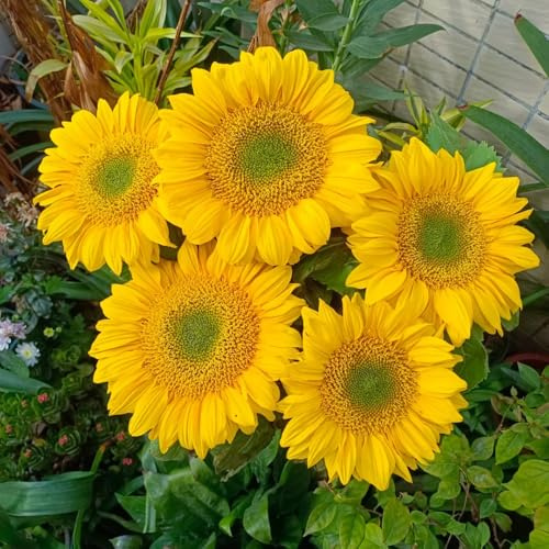 semillas de girasol perennes resistentes - jardín exóticas balcón 20pcs