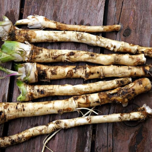 semi di rafano da cucina, resistenti di rafano, biologici vecchie varietà giardino, 500pcs