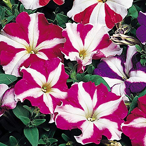 100 Petunia Nana Compacta Stars Mixed Seeds - 100 Seeds
