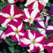100 Petunia Nana Compacta Stars Mixed Seeds - 100 Seeds
