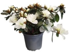 DECOALIVE Planta Natural Azalea Blanca – Elegante y Vibrante para Interiores