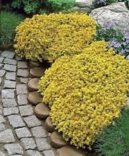 1000 Sedum acre - Golden tapis, couverture du sol jaune Orpin Fleur Seeds-