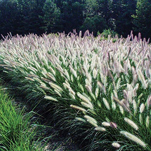 5 x Pennisetum alopecuroides 'Foxtrot' im 1 Liter Topf (Ziergras/Gräser/Winterhart/Mehrjährig/Staude/Stauden) Lampenputzergras - Leichtigkeit und Stil in perfekter Harmonie - von Stauden Gänge
