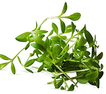 400 Graines de Cresson Alénois - légumes salade potager - semences paysannes reproductibles - SemiSauvage