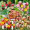 Mezcla de bulbos de tulipanes de primavera completa, 50 bulbos, exclusivamente tulipanes de Holanda, 15 variedades, resistente al invierno y perenne, tulipanes para jardín, macetas, balcón