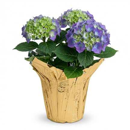 Live Flowering Hydrangea - Shades of Blue, 3+ Beautiful Blooms, 1.5 Qt Pot with Deco Cover, 12 Tall by 8 Wide