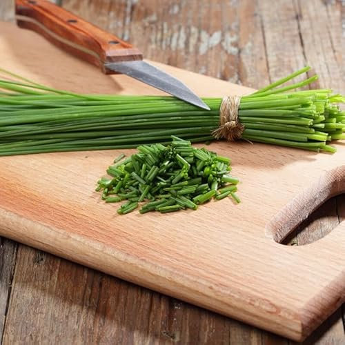 200 graines Semences ciboulette - Allium schoenoprasum - Herbes aromatiques - 96