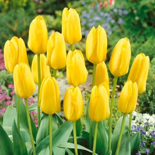 10 x Tulipa Fosteriana Candela – Golden-Yellow Goblet Shaped Flowers – Spring Flowering Bulbs – Early Blooming Tulips – for Your Beautiful Garden