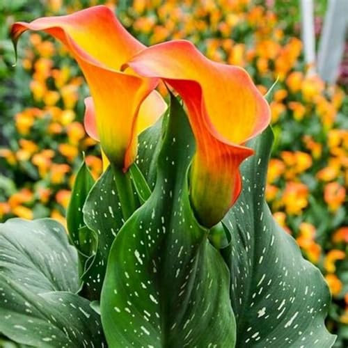 Calla Lily Bulbs-Calla Lily Bulbs for Planting Now UK,Garden Flowers,Plant Bulbs,Wedding Flowers,Hardy Perennial-4bulbs-d