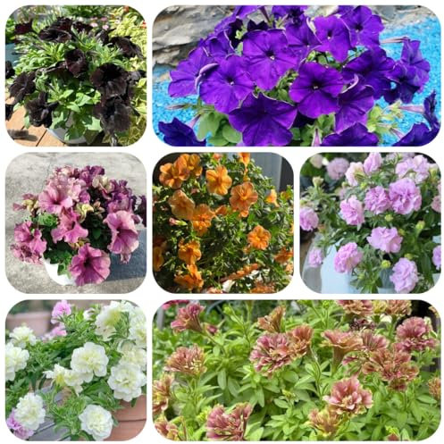 semi di petunia perenne decorativi resistenti balcone di petunia sospese da giardino, rare, decorazione soggiorno resistenti 300pcs