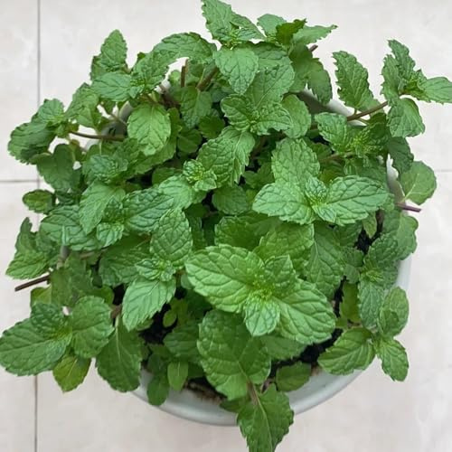 Semi di menta piperita coltivazione di giardino selvatiche vecchie varietà menta piperita esotica semi balcone verdi giardino 700pcs
