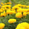 100 graines de fleurs de souci fraîches