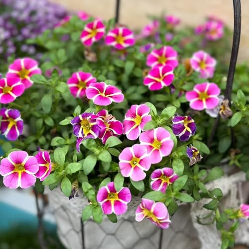 semillas de petunia, petunias colgantes Decoraciones otoñales un jardín resistente petunias Decoración orgánica balcones ornamentales lugares soleados, 100semillas
