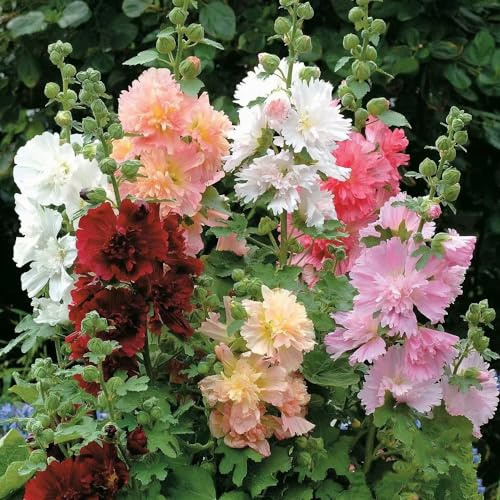 Semi di malvarosa - primaverili Alcea rosea selvatici amanti dell'ombra giardino tappezzante resistente e fiorita 500pcs