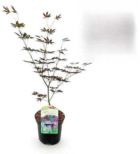 Terrassväxt - Japansk lönn - Acer palmatum Trompenburg -Mörklila - 2 Växter - Lövfällande - 60-70cm - Ø25cm - Trädgårdsväxt