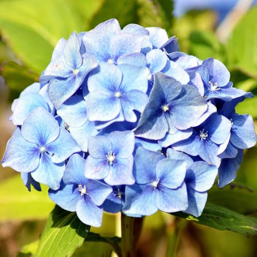 YouGarden Hydrangea 'Blue Mophead' Standard, Established Standard in 18cm Pot, Approximately 80-100cm Tall, Ready to Plant, Grow in Garden Borders or Patio Pots