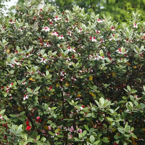 Semi di feijoa - acquistarere da frutto Acca sellowiana - da frutto nani resistenti giardino roccioso serre balcone colonnare giardino di arbusti regali 10pcs
