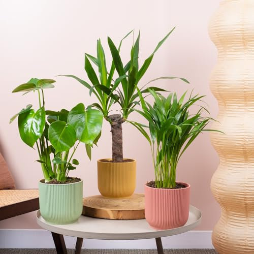 3 x Ensemble de Plantes d'Intérieur - Fromage Suisse, Yucca sans Épine, Palmier Areca - Mélange de Monstera Deliciosa, Yucca Elephantipes, Palmier Areca Lutescens Grandes Plantes d'Intérieur Réelles
