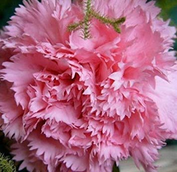 100 teile/beutel, nelkensamen, dianthus caryophyllus, topfpflanzen, pflanzjahreszeiten, blühende pflanzen