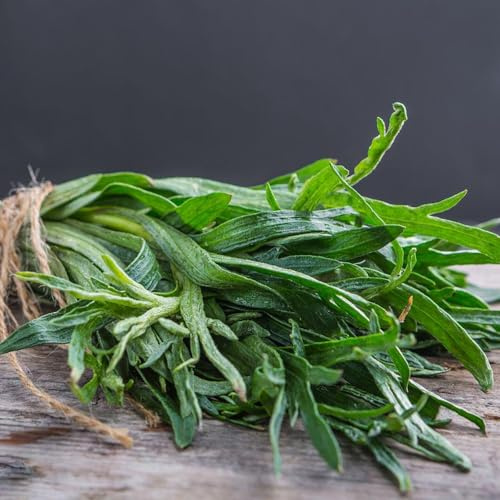 semillas de estragón variedades antiguas resistentes verdes orgánicas productos sostenibles exótico jardín de cultivo jardín semillas 800pcs