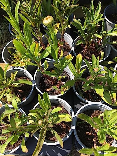 2 x 1 Litre Pots Plants of Chrysanthemum Marguerite Silver Princess - White Flowering -2 x 1 Litre Pots